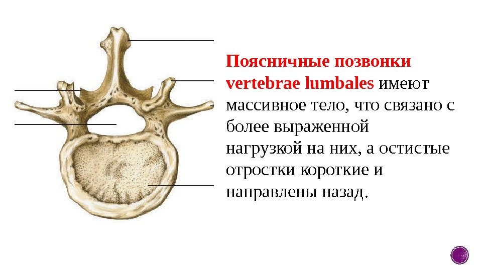 Поясничные позвонки vertebrae lumbales имеют массивное тело, что связано с более выраженной нагрузкой на