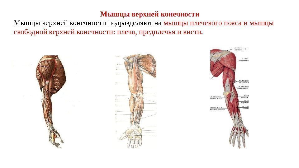 Мышцы верхней конечности подразделяют на мышцы плечевого пояса и мышцы свободной верхней конечности: плеча,