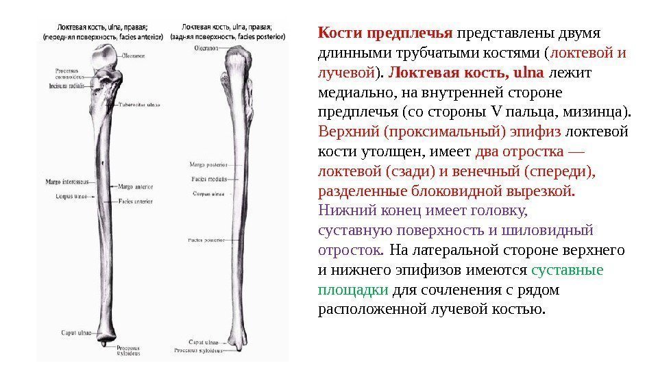 Кости предплечья представлены двумя длинными трубчатыми костями ( локтевой и лучевой ).  Локтевая