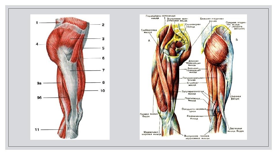 Мышцы нижних конечностей стопы. Мышцы нижней конечности конечности анатомия. Мышцы нижней конечности сбоку. Мышцы нижней конечности вид спереди.