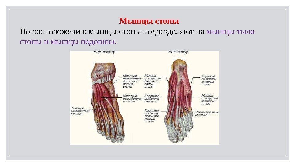 Мышцы стопы По расположению мышцы стопы подразделяют на мышцы тыла стопы и мышцы подошвы.