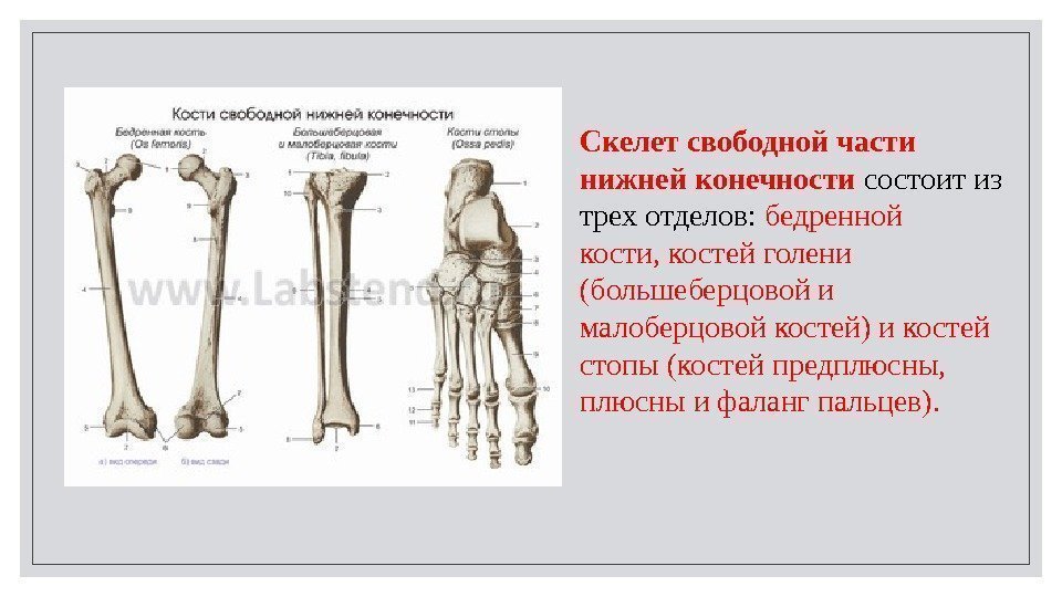 Скелет свободной части нижней конечности состоит из трех отделов:  бедренной кости, костей голени