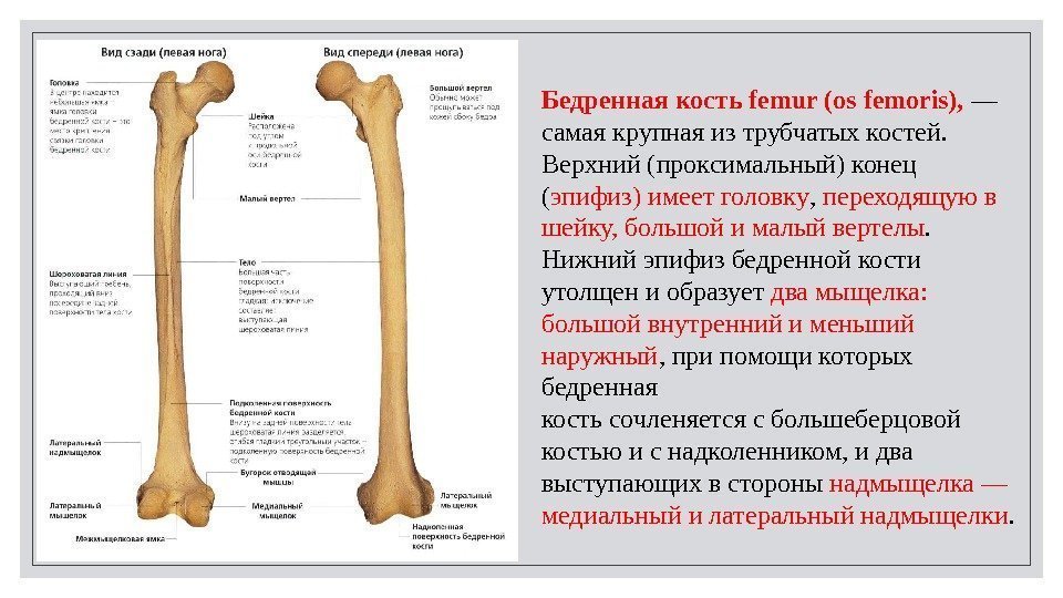 Бедренная кость femur (os femoris),  — самая крупная из трубчатых костей.  Верхний
