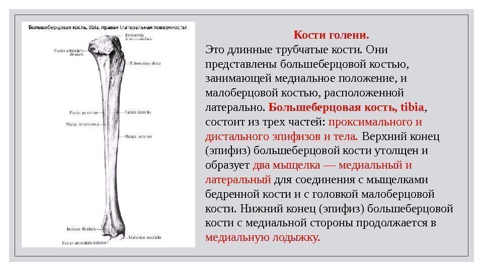 Кости голени.  Это длинные трубчатые кости. Они представлены большеберцовой костью,  занимающей медиальное