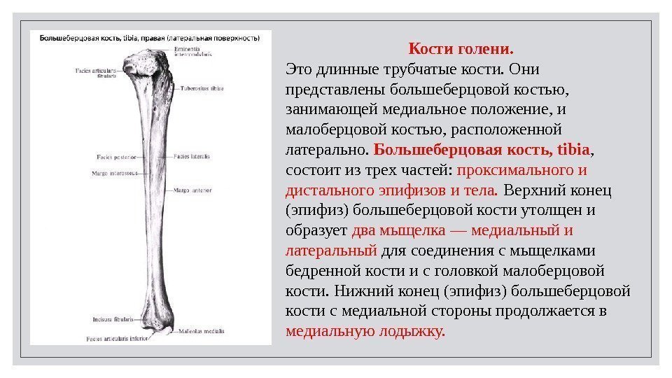 Берцовые кости трубчатые. Дистальный конец трубчатой кости. Кости голени большеберцовая кость. Малоберцовая вырезка большеберцовой кости. Проксимальный и дистальный отдел большеберцовой кости.