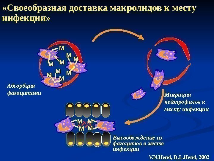 ММ ММ ММ ММ «Своеобразная доставка макролидов к месту инфекции» Абсорбция фагоцитами Миграция нейтрофилов