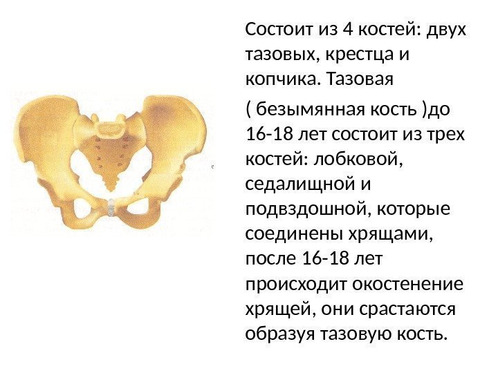 Состоит из 4 костей: двух тазовых, крестца и копчика. Тазовая ( безымянная кость )до