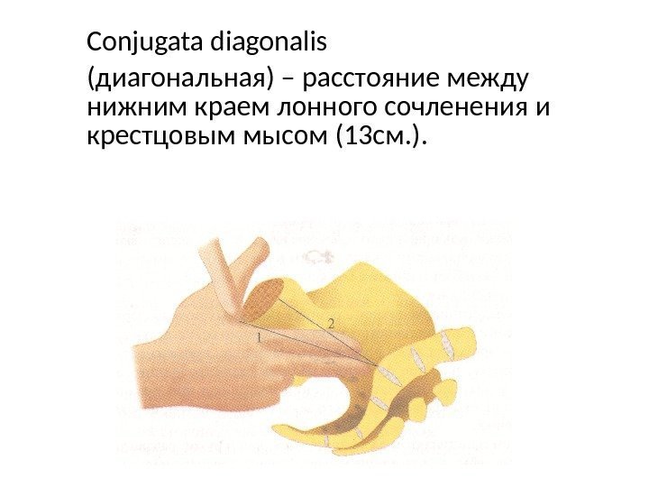 Conjugata diagonalis  (диагональная) – расстояние между нижним краем лонного сочленения и крестцовым мысом