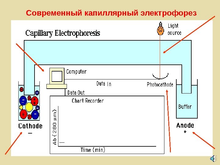  Современный капиллярный электрофорез 