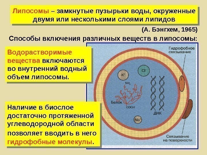   Липосомы – замкнутые пузырьки воды, окруженные двумя или несколькими слоями липидов (А.