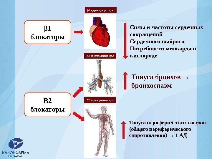 Силы и частоты сердечных сокращений Сердечного выброса Потребности миокарда в кислороде Тонуса бронхов →