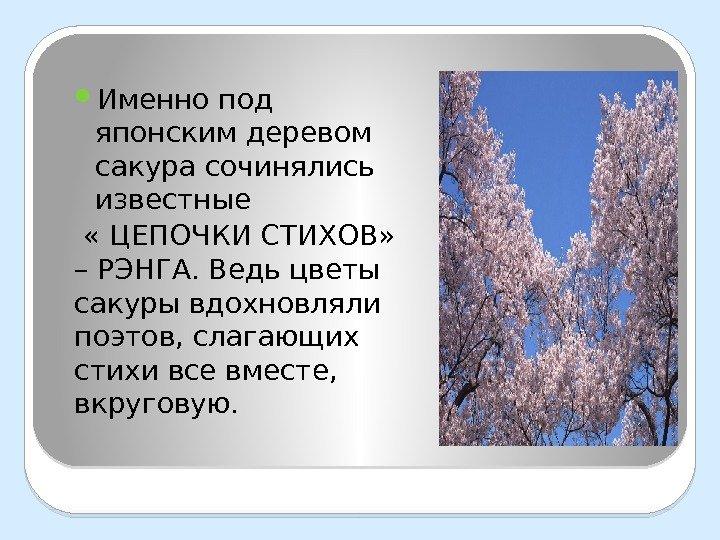  Именно под японским деревом сакура сочинялись известные  « ЦЕПОЧКИ СТИХОВ»  –