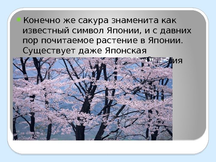  Конечно же сакура знаменита как известный символ Японии, и с давних пор почитаемое