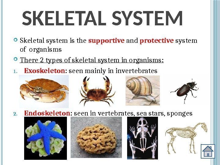 SKELETAL SYSTEM Skeletal system is the supportive and protective system of organisms There 2
