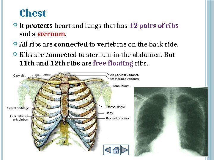 Chest It protects heart and lungs that has 12 pairs of ribs and a