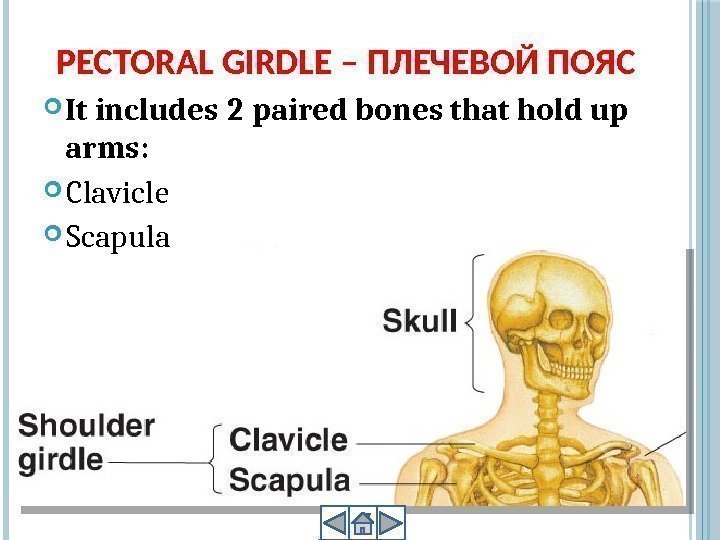PECTORAL GIRDLE – ПЛЕЧЕВОЙ ПОЯС It includes 2 paired bones that hold up arms: