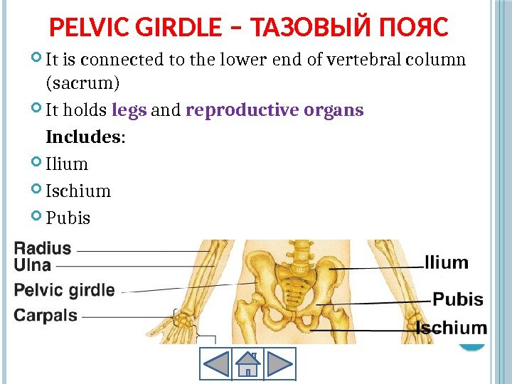 PELVIC GIRDLE – ТАЗОВЫЙ ПОЯС It is connected to the lower end of vertebral
