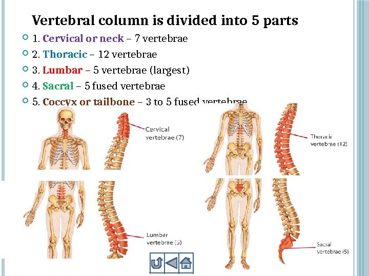 Vertebral column is divided into 5 parts 1.  Cervical or neck – 7