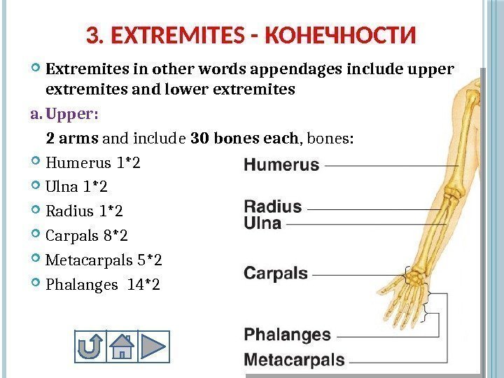 3. EXTREMITES - КОНЕЧНОСТИ Extremites in other words appendages include upper extremites and lower