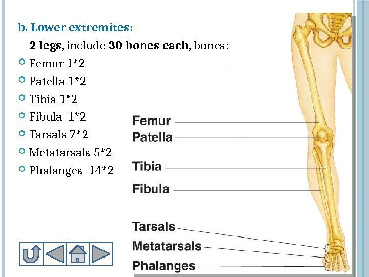 b. Lower extremites: 2 legs , include 30 bones each , bones:  Femur