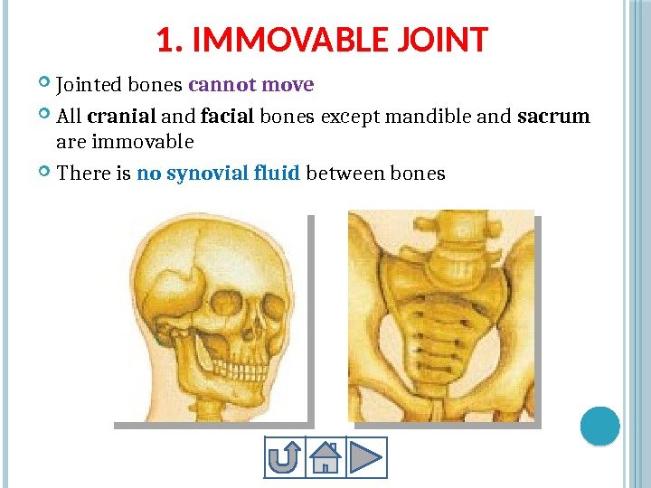 1. IMMOVABLE JOINT Jointed bones cannot move All cranial and facial bones except mandible