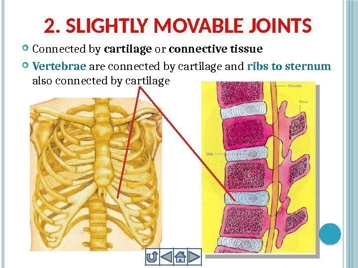 2. SLIGHTLY MOVABLE JOINTS Connected by cartilage or connective tissue Vertebrae are connected by