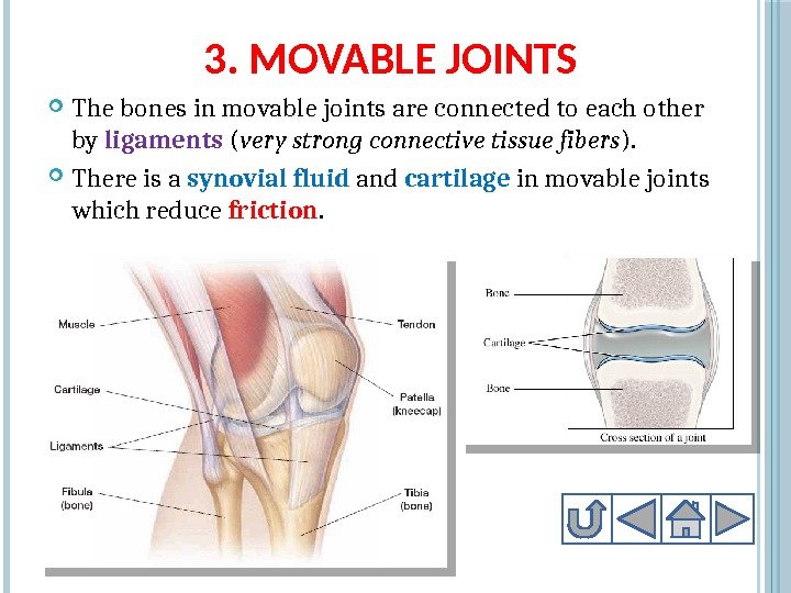 3. MOVABLE JOINTS The bones in movable joints are connected to each other by