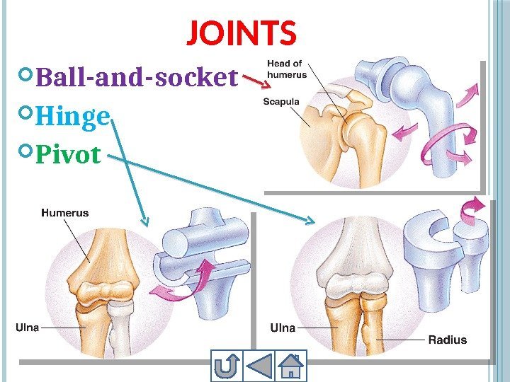 TYPES OF MOVABLE JOINTS Ball-and-socket Hinge  Pivot  