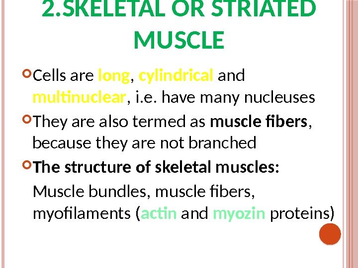 2. SKELETAL OR STRIATED MUSCLE Cells are long ,  cylindrical and multinuclear ,