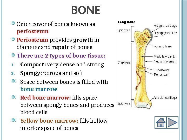 BONE Outer cover of bones known as periosteum Periosteum provides growth in diameter and