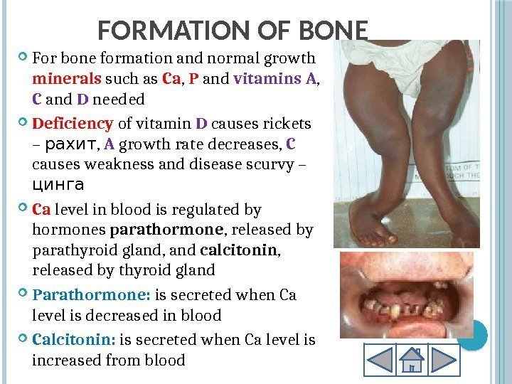 FORMATION OF BONE For bone formation and normal growth minerals such as Ca ,