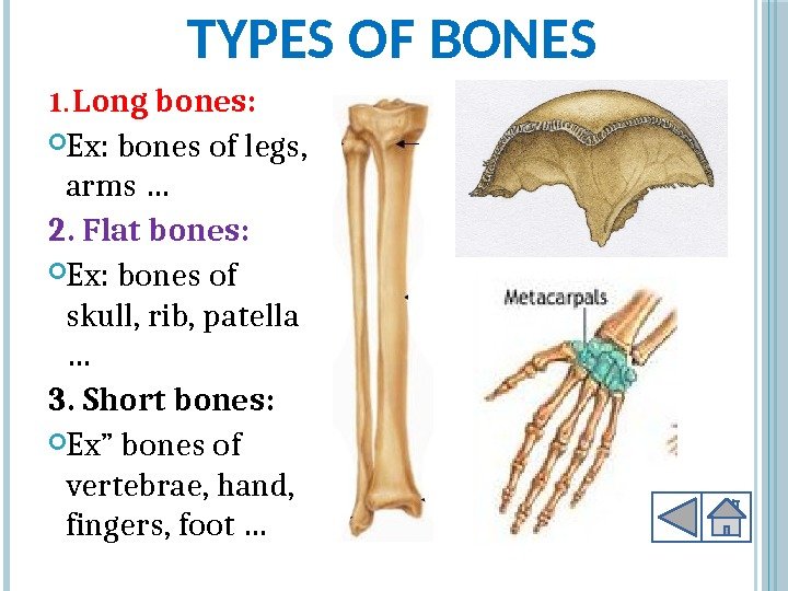TYPES OF BONES 1.  Long bones:  Ex: bones of legs,  arms