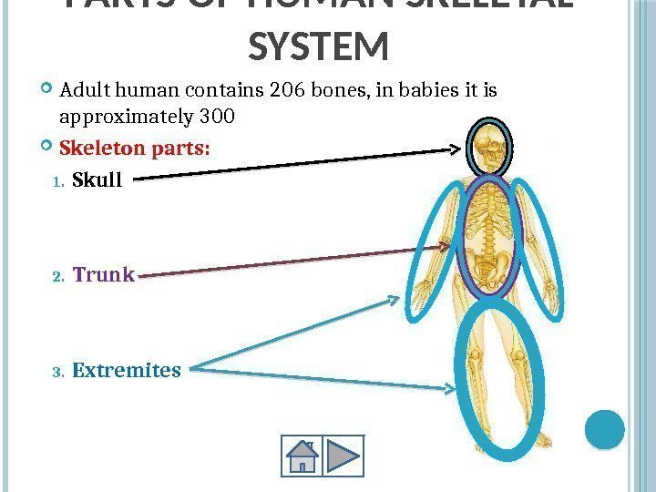 PARTS OF HUMAN SKELETAL SYSTEM Adult human contains 206 bones, in babies it is