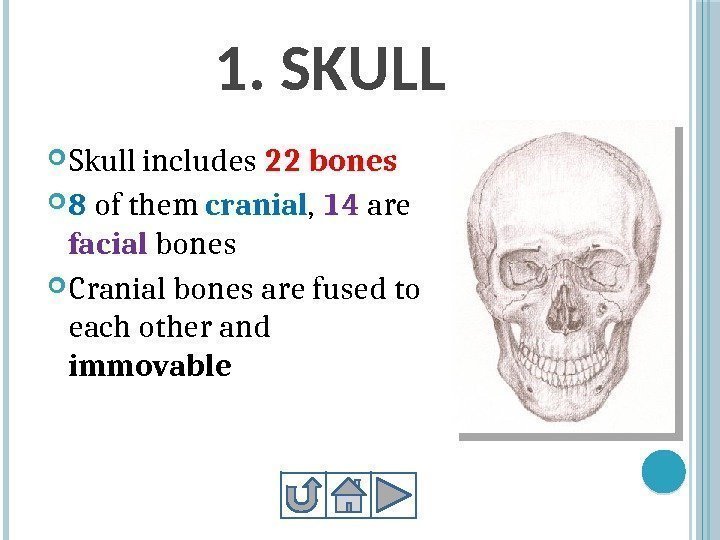 1. SKULL Skull includes 22 bones  8 of them cranial ,  14