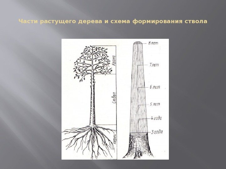 Части растущего дерева и схема формирования ствола 