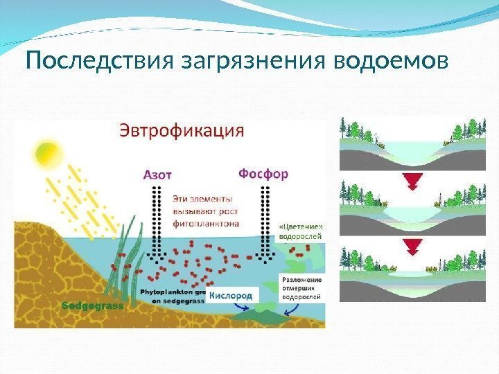 Последствия загрязнения водоемов 