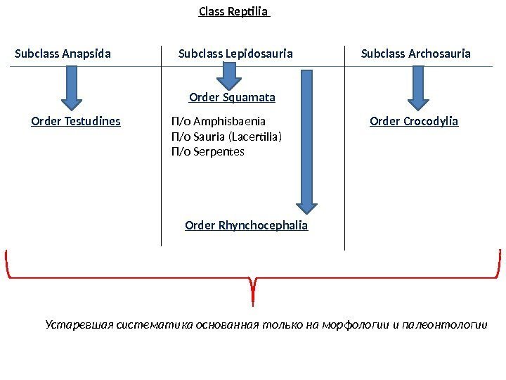 Subclass Anapsida Subclass Archosauria. Subclass Lepidosauria Order Testudines Order Crocodylia Order Rhynchocephalia Order Squamata