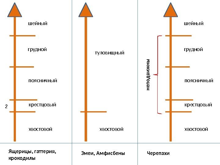 шейный грудной поясничный крестцовый хвостовой 2 Ящерицы, гаттерия, крокодилы хвостовой шейный грудной поясничный крестцовый