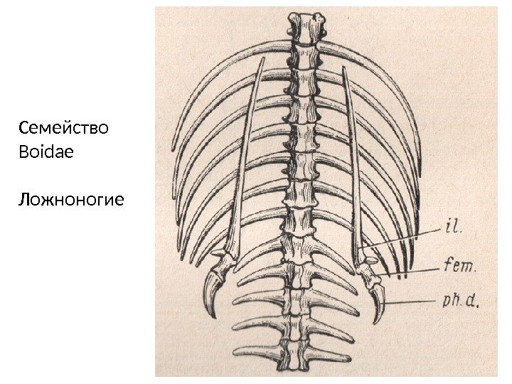 Семейство Boidae Ложноногие 