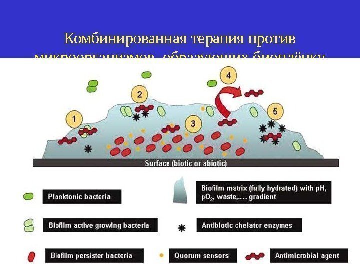 Комбинированная терапия против микроорганизмов, образующих биоплёнку 