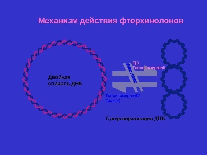 Двойная спираль ДНК Г(-) Топоизомераза II Топоизомераза IV Грам(+)А вел о кс Суперспирализация ДНКМеханизм