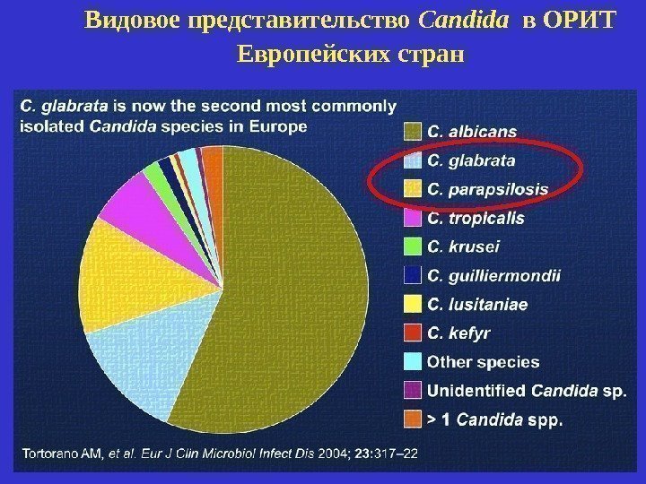 Видовое представительство Candida  в ОРИТ Европейских стран 