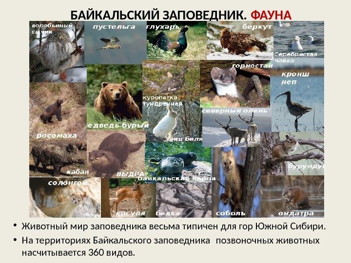  • Животный мир заповедника весьма типичен для гор Южной Сибири.  • На