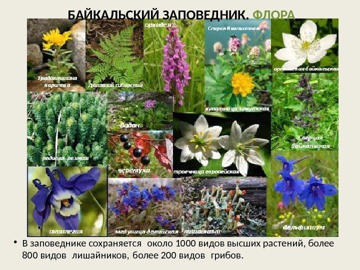  • В заповеднике сохраняется около 1000 видов высших растений, более 800 видов лишайников,