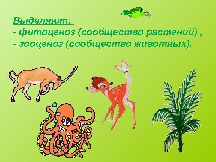 Выделяют:  - фитоценоз (сообщество растений) , - зооценоз (сообщество животных).  