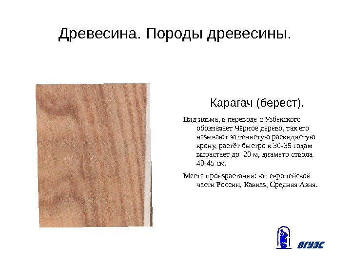 Древесина. Породы древесины.   Карагач (берест). Вид ильма, в переводе с Узбекского обозначает