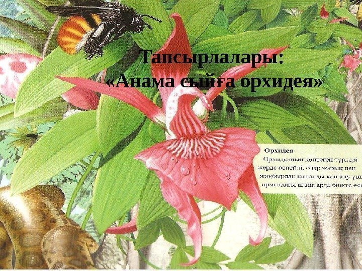 Тапсырлалары:  «Анама сый а орхидея» ғ 