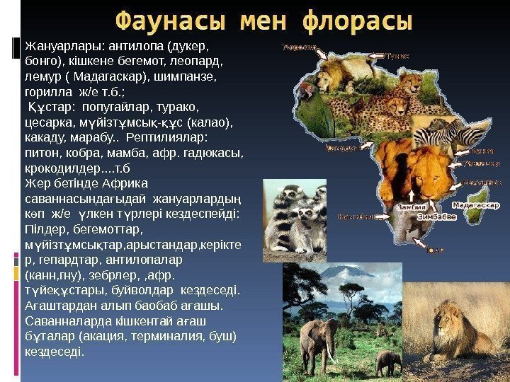 Жануарлары: антилопа (дукер,  бонго), кішкене бегемот, леопард,  лемур ( Мадагаскар), шимпанзе, 