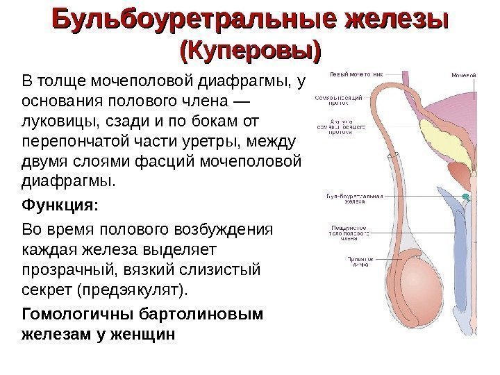  Бульбоуретральные железы (Куперовы) В толще мочеполовой диафрагмы, у основания полового члена —