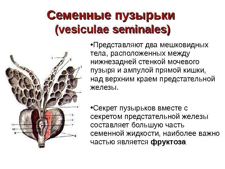   Семенные пузырьки (( vesiculae  seminales) • Представляют два мешковидных тела, расположенных